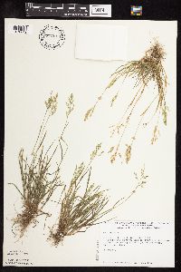 Poa annua image