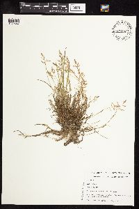 Poa annua image