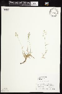 Poa annua image