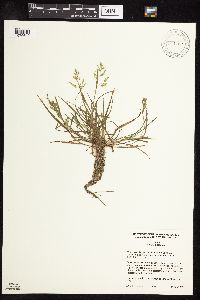 Poa annua image