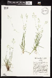 Poa annua image