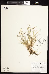 Poa annua image