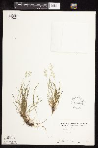 Poa annua image