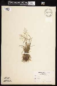 Poa annua image