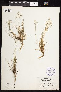 Poa annua image
