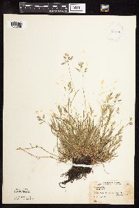 Poa annua image