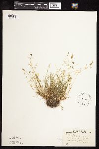 Poa annua image