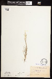 Poa annua image