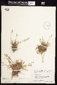Poa annua image
