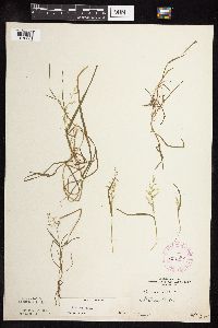 Poa annua image