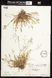 Poa annua image