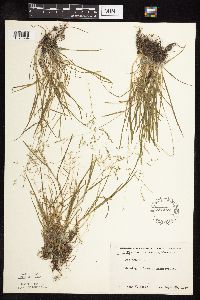 Poa annua image