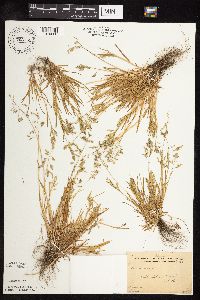 Poa annua image
