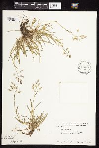 Poa annua image