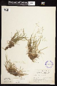 Poa annua image