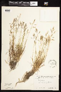 Image of Poa annua
