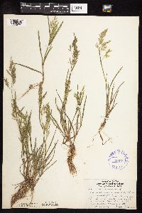 Poa annua image