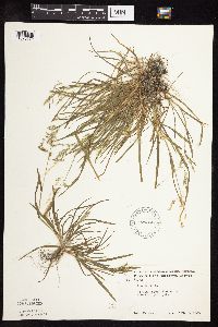 Poa annua image