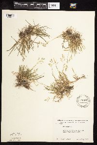 Poa annua image