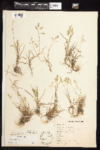 Poa annua image