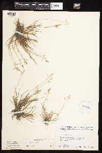 Poa annua image