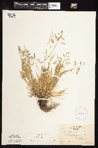 Poa annua image