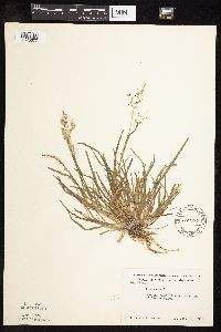 Poa annua image