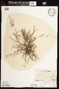 Poa annua image