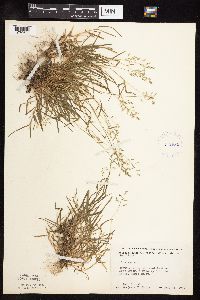 Poa annua image