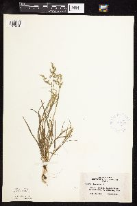 Poa annua image