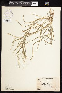 Poa annua image