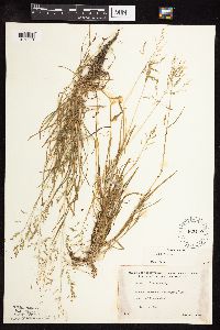 Poa annua image
