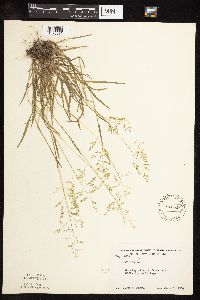 Poa annua image