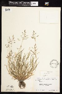 Poa annua image