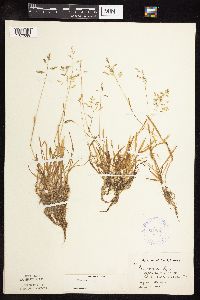 Poa annua image