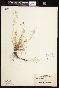Poa annua image