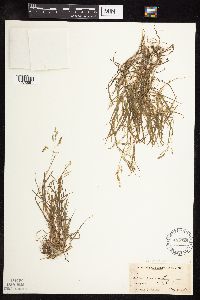 Poa annua image