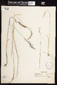 Image of Poa arctica