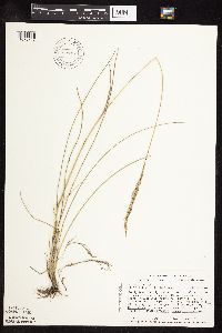 Poa arida image