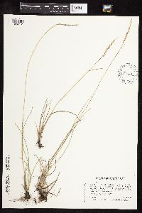 Poa arida image