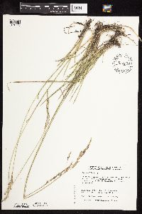 Poa arida image
