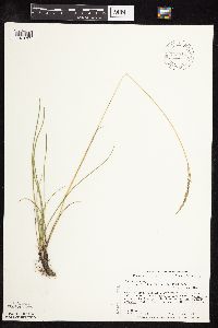 Poa arida image