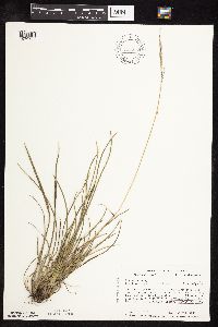 Poa arida image