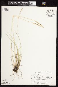 Poa arida image