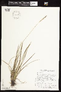 Poa arida image