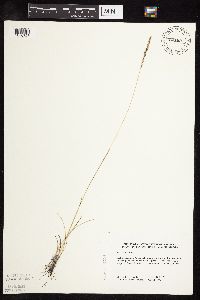 Poa arida image
