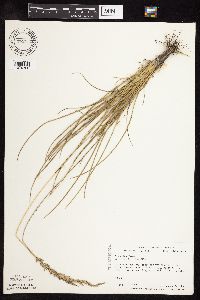 Poa arida image
