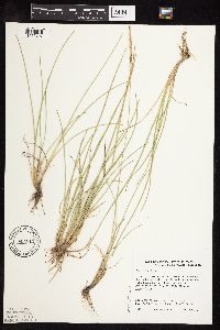 Poa arida image