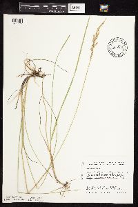 Image of Poa arida