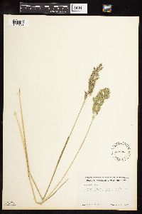 Poa arida image